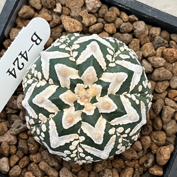 兜 欧包V兜 B-424。实生 多肉一物一拍