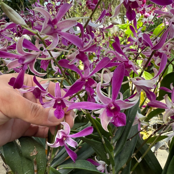 紫蜻蜓羊 泰秋石斛兰花好养 保苗不保花