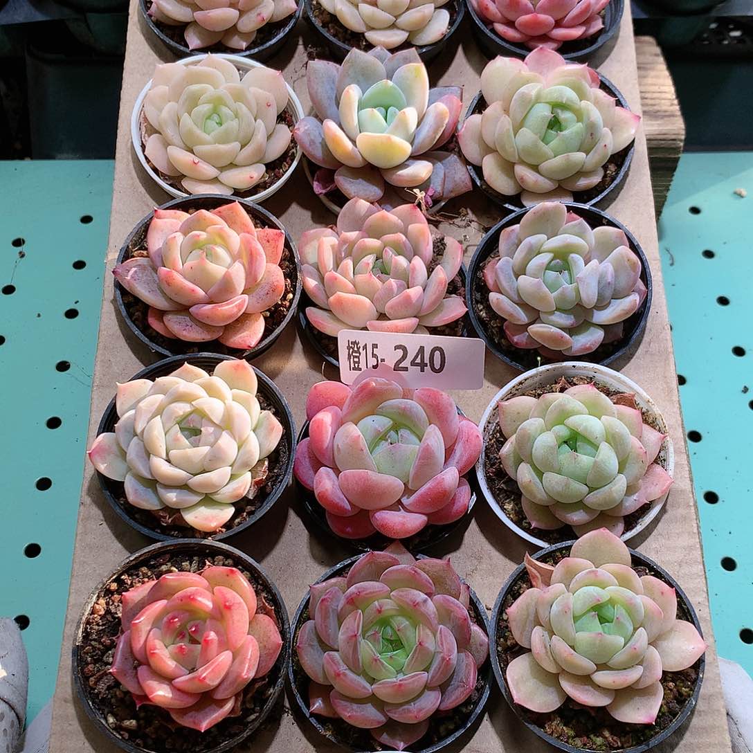 15-240一物一拍带盆18颗。