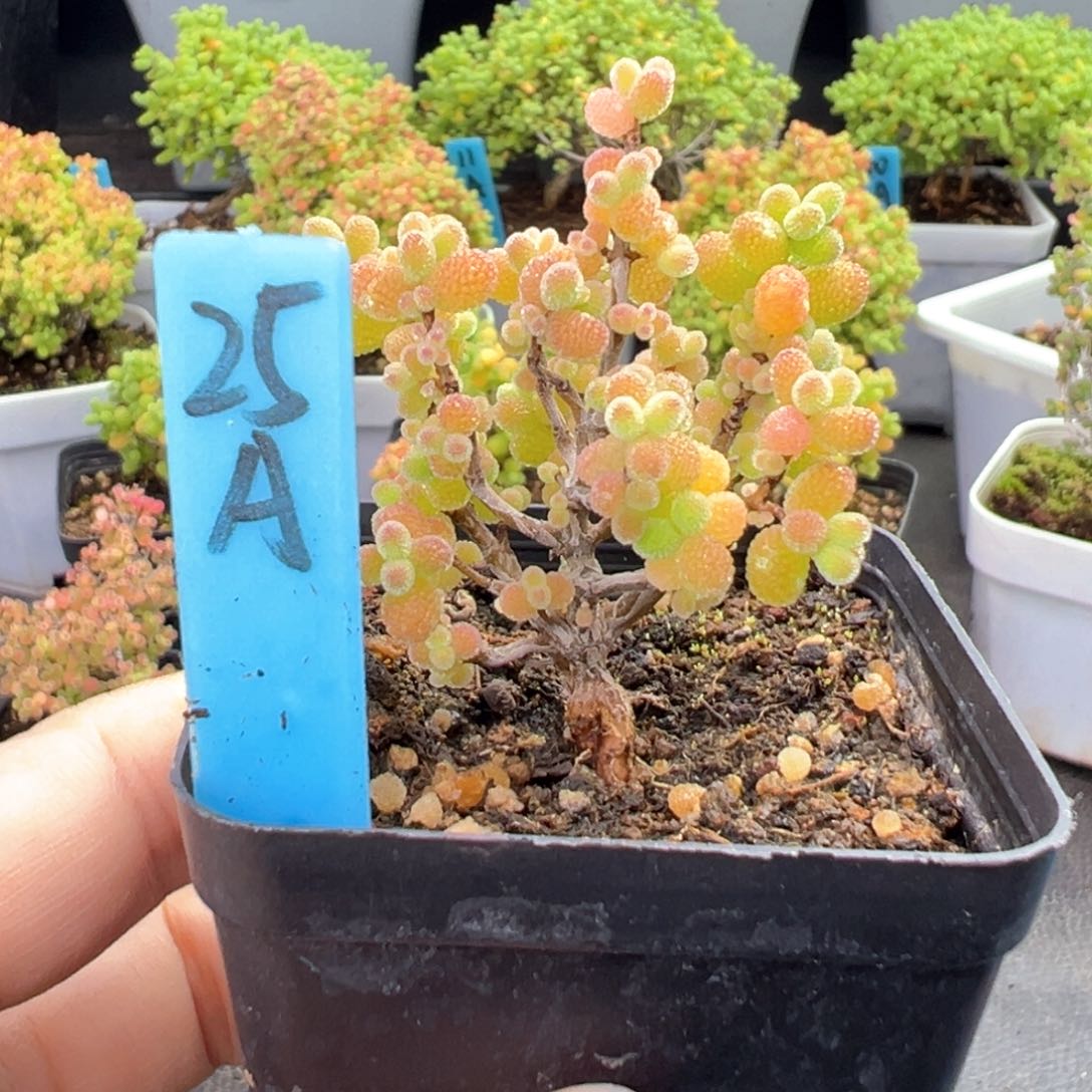 精控金桔糖球25号