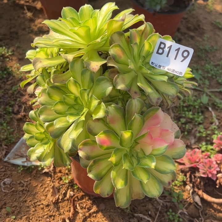 韶华多肉植物119.