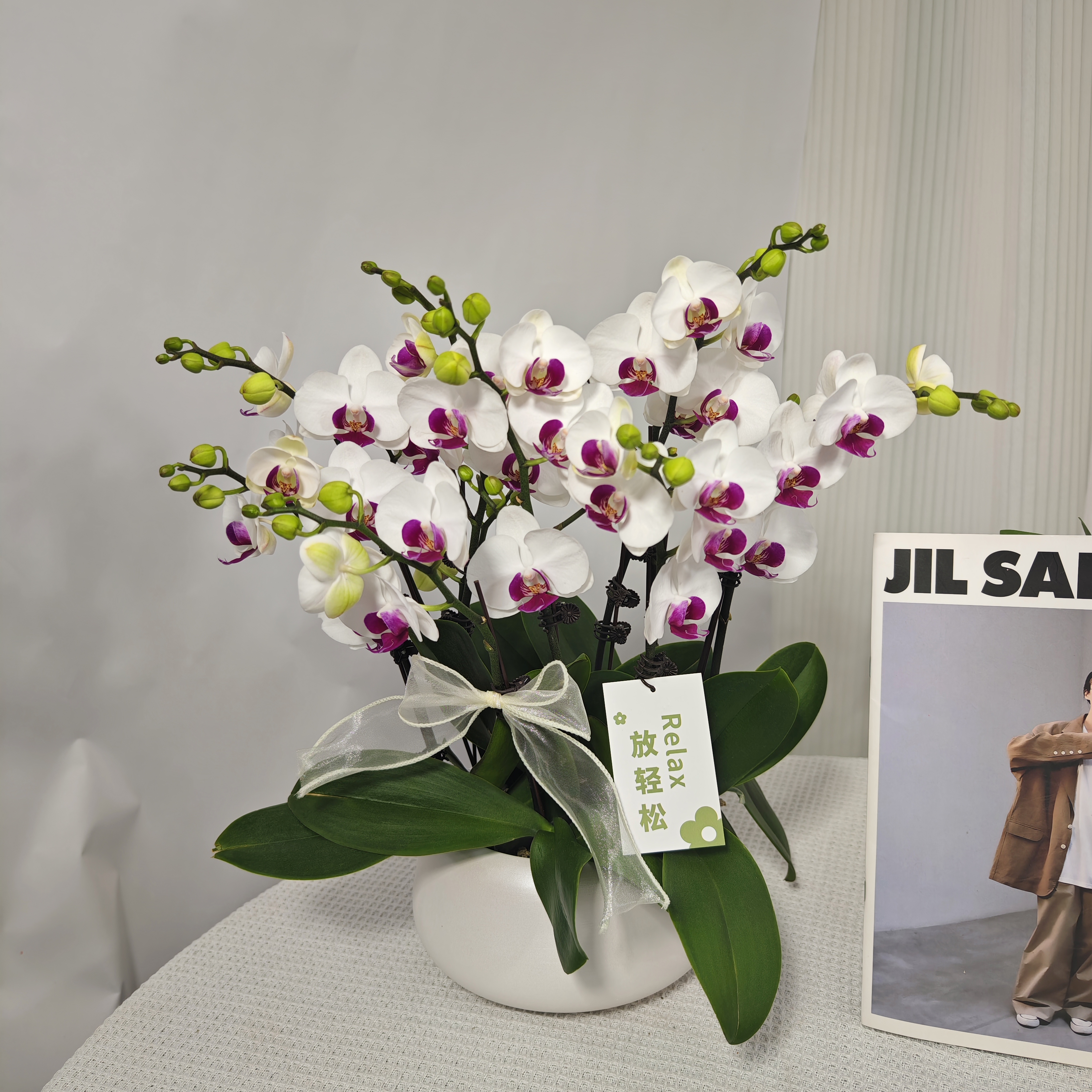 《雪玉》洁白色系蝴蝶兰  新鲜活绿植  室内盆栽