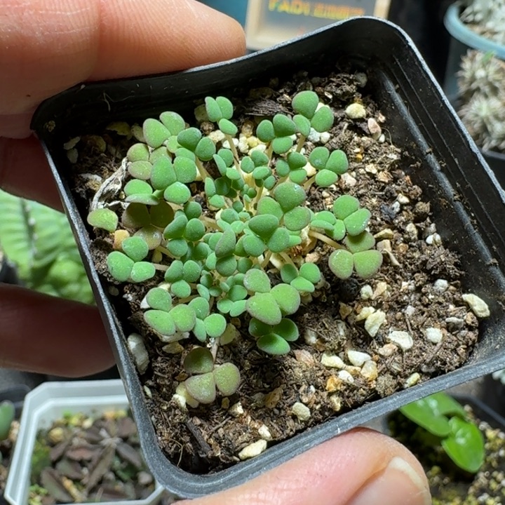 640美花肉酢带盆发货2棵一盆随机