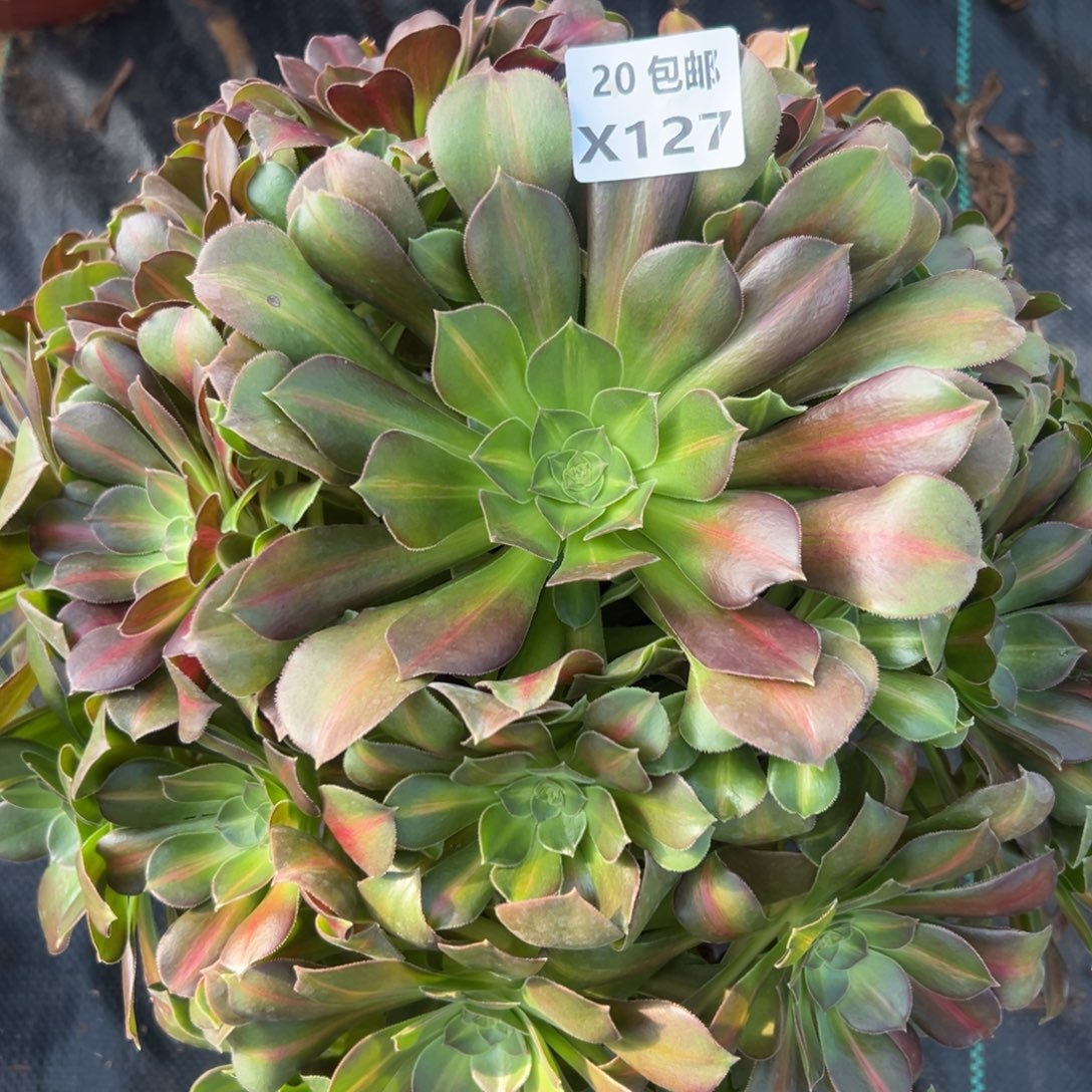 127拿铁，满20包邮嘟叮熊