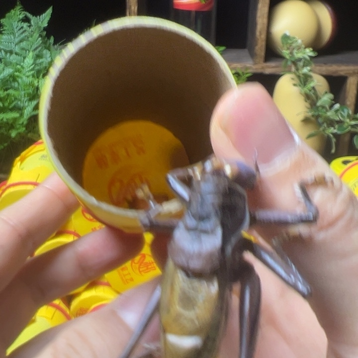 军***剑郝建伟大包蝈蝈一条