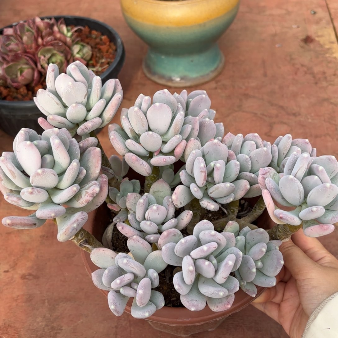 同温层多肉稻田姬16