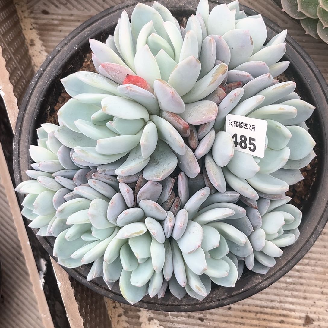 阿雅园艺。        485