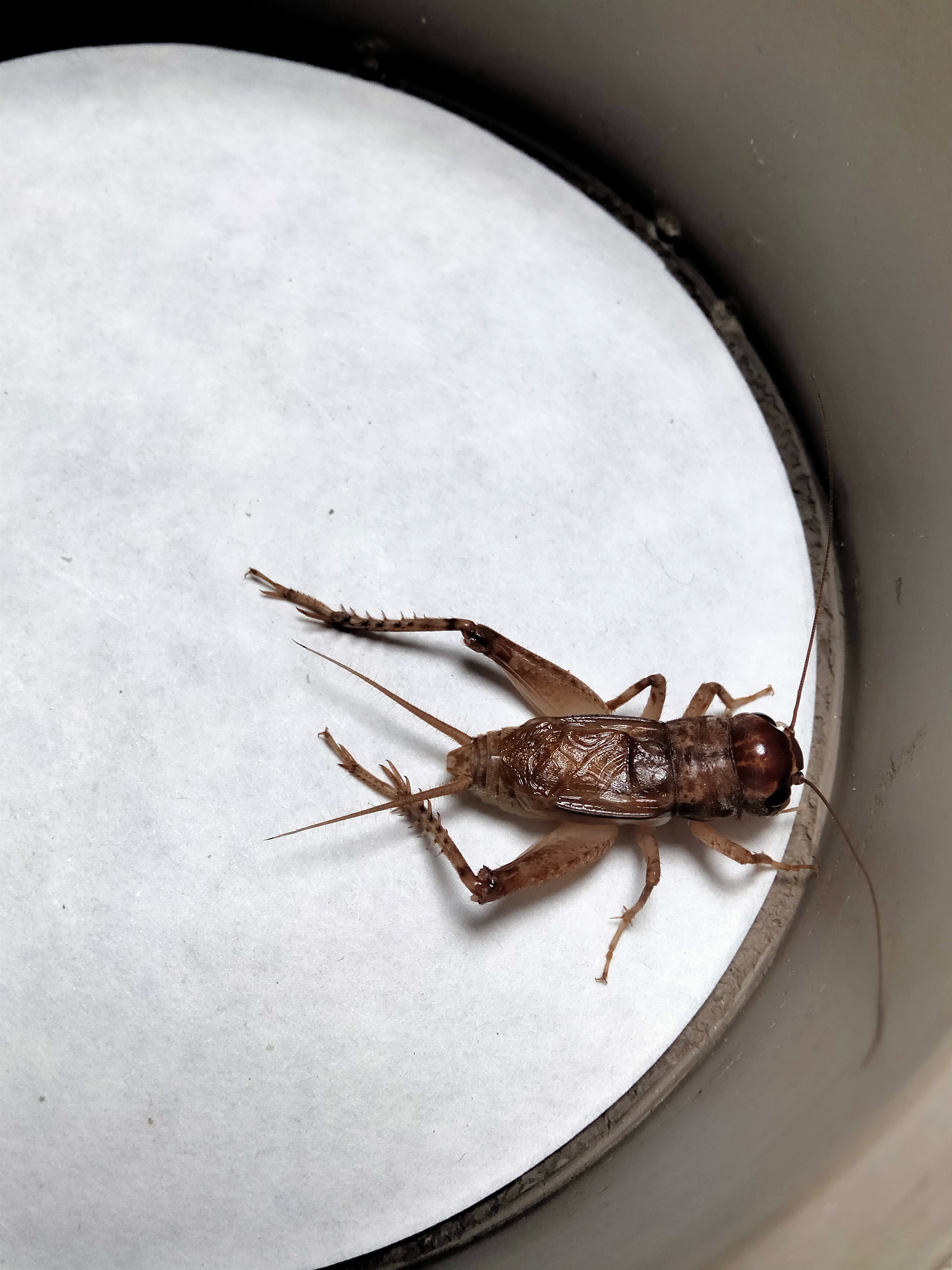 冬版蛐蛐蟋蟀养殖斗蟋