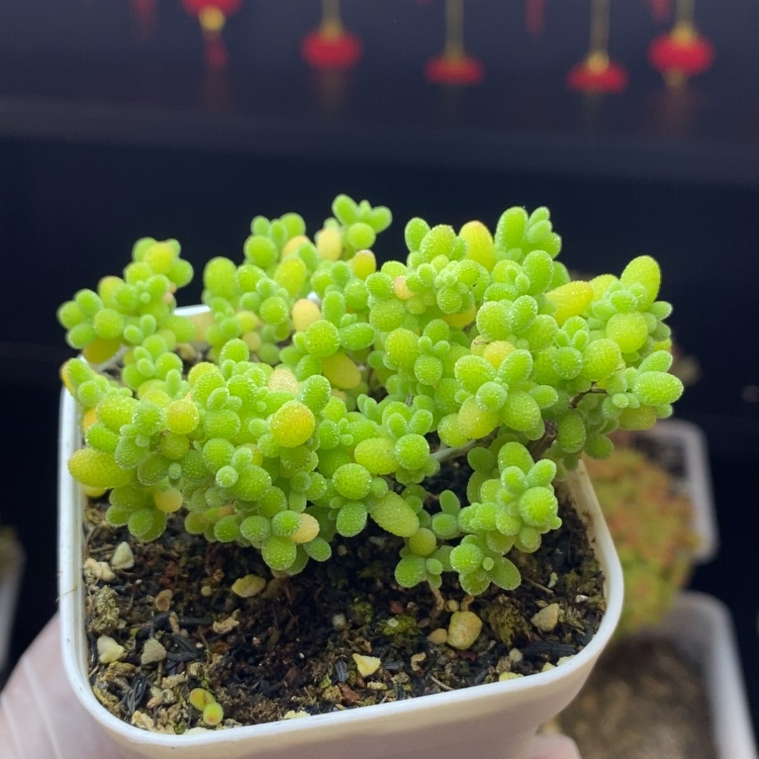 10号蜜橘糖球枝干多肉