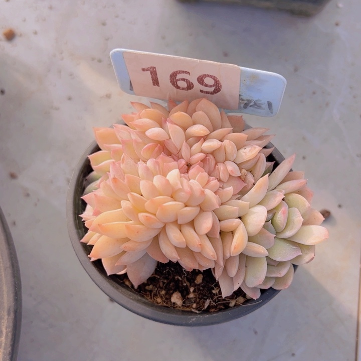 健健康康平平安安