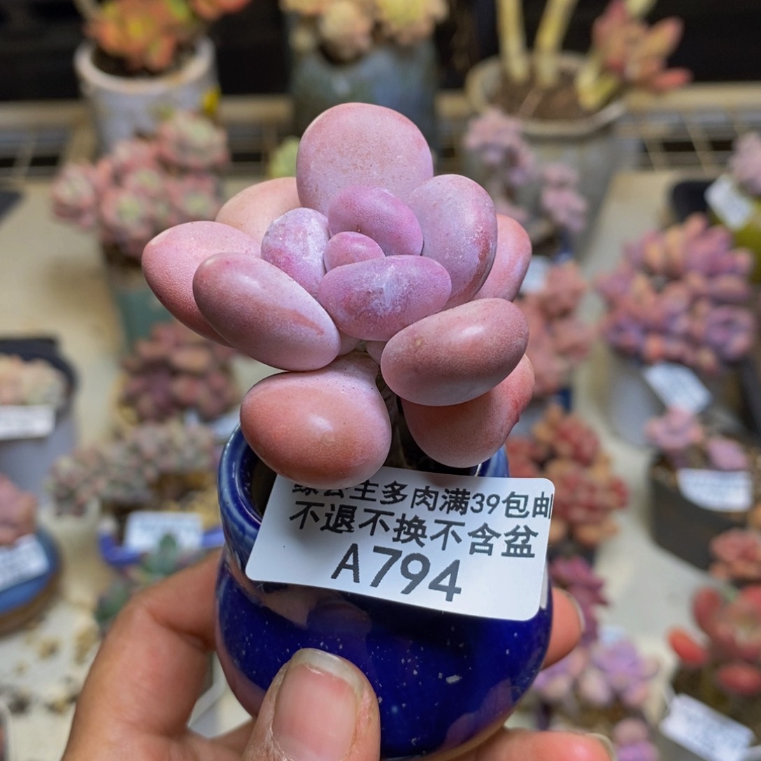 794橙雪球多肉4c m