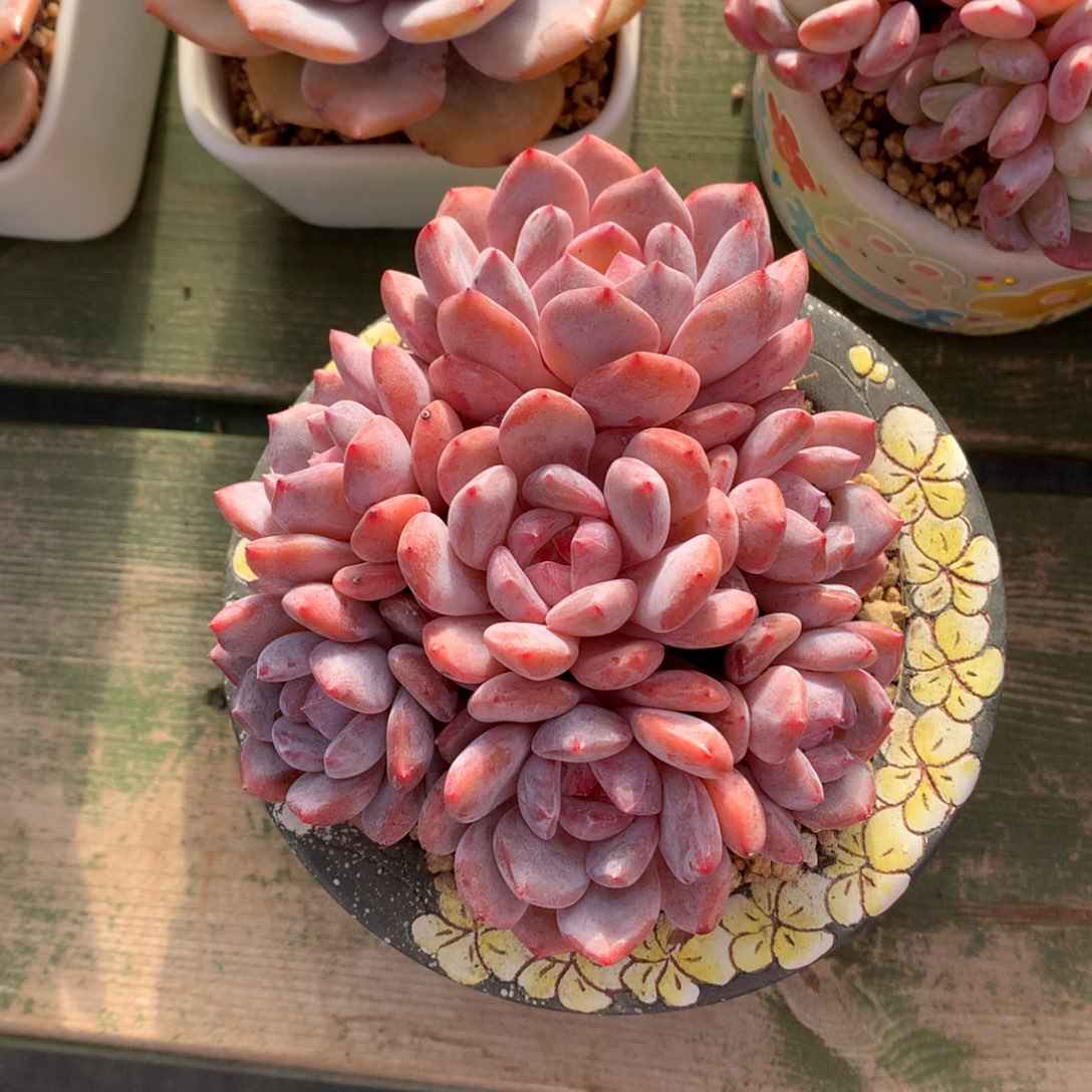 橙子群 多头 一颗  