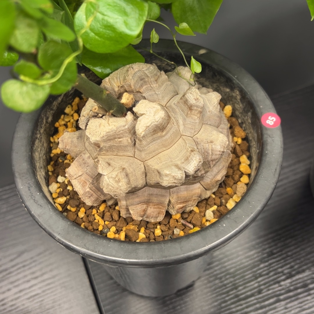 精品盆栽养定的龟甲龙85号