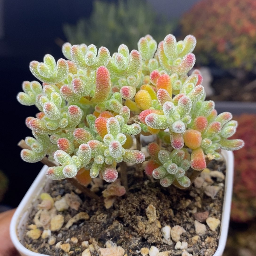 无花朵56号优选冰晶枝干