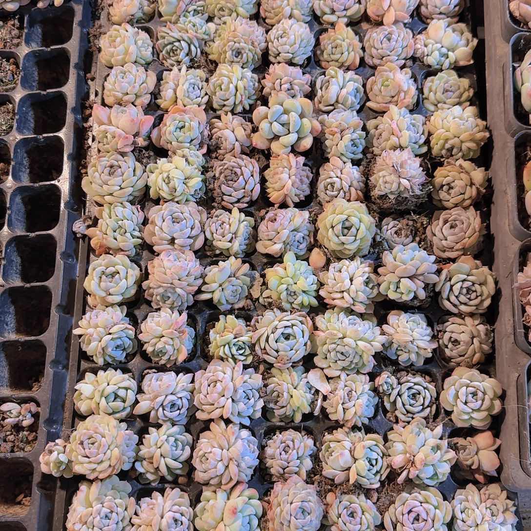 直播一物一拍多肉115