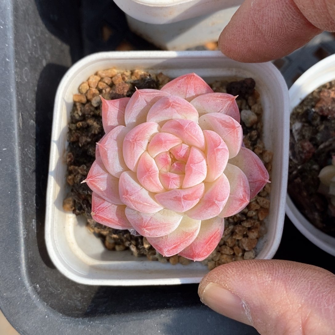 精品多肉一物一拍不包整89