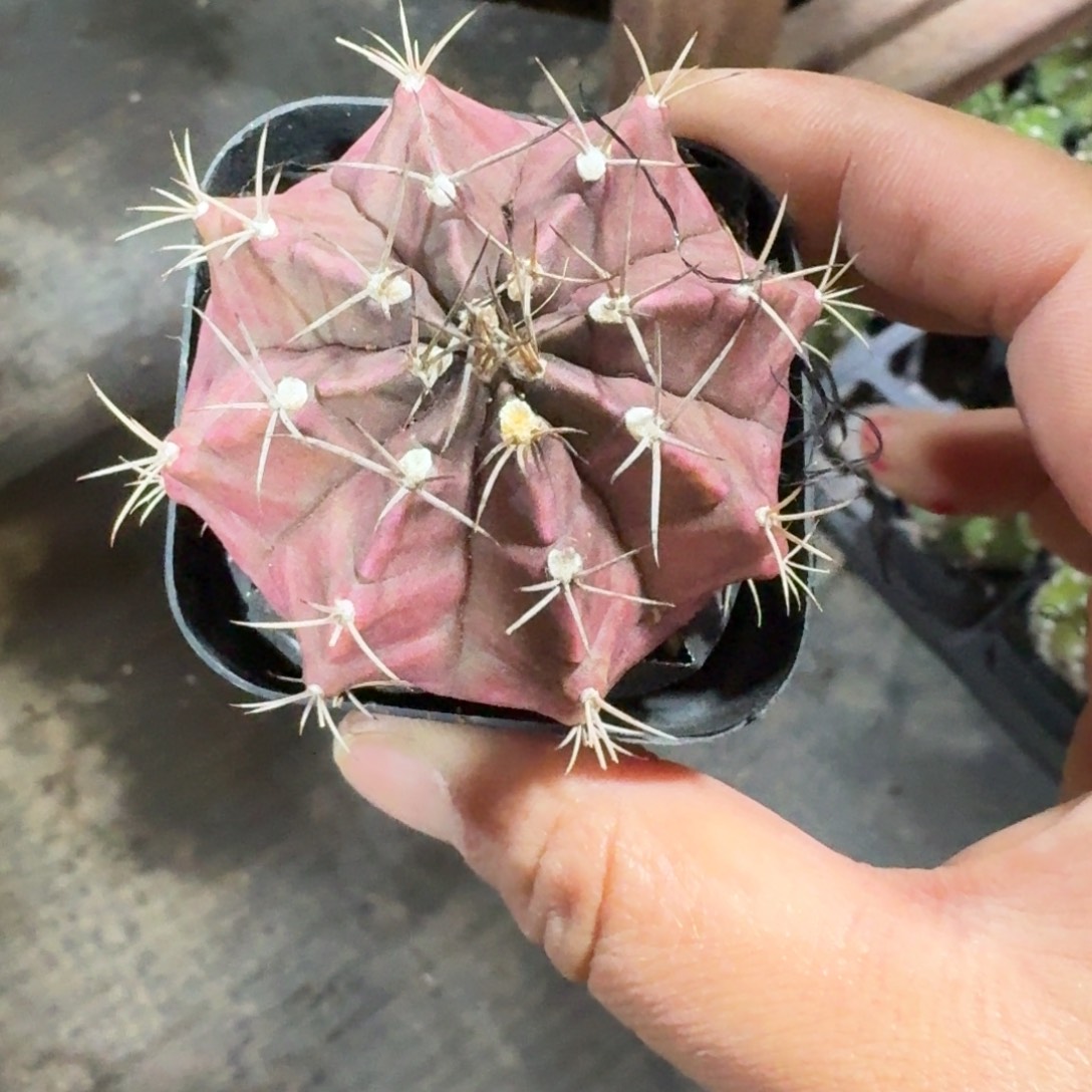 肋骨牡丹仙人球5㎝盆