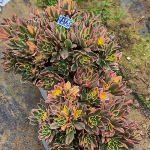 甜茶多肉105多肉