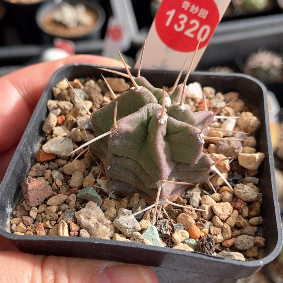 紫肌少刺虾一棵仙人球