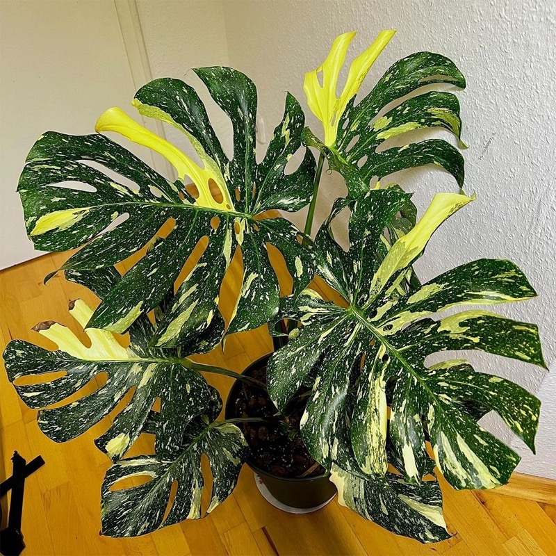 ins风洒金组培小苗