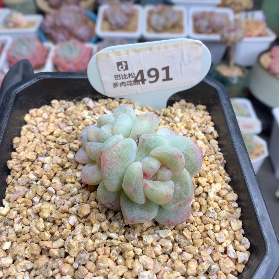 491 特冰玉石化多肉