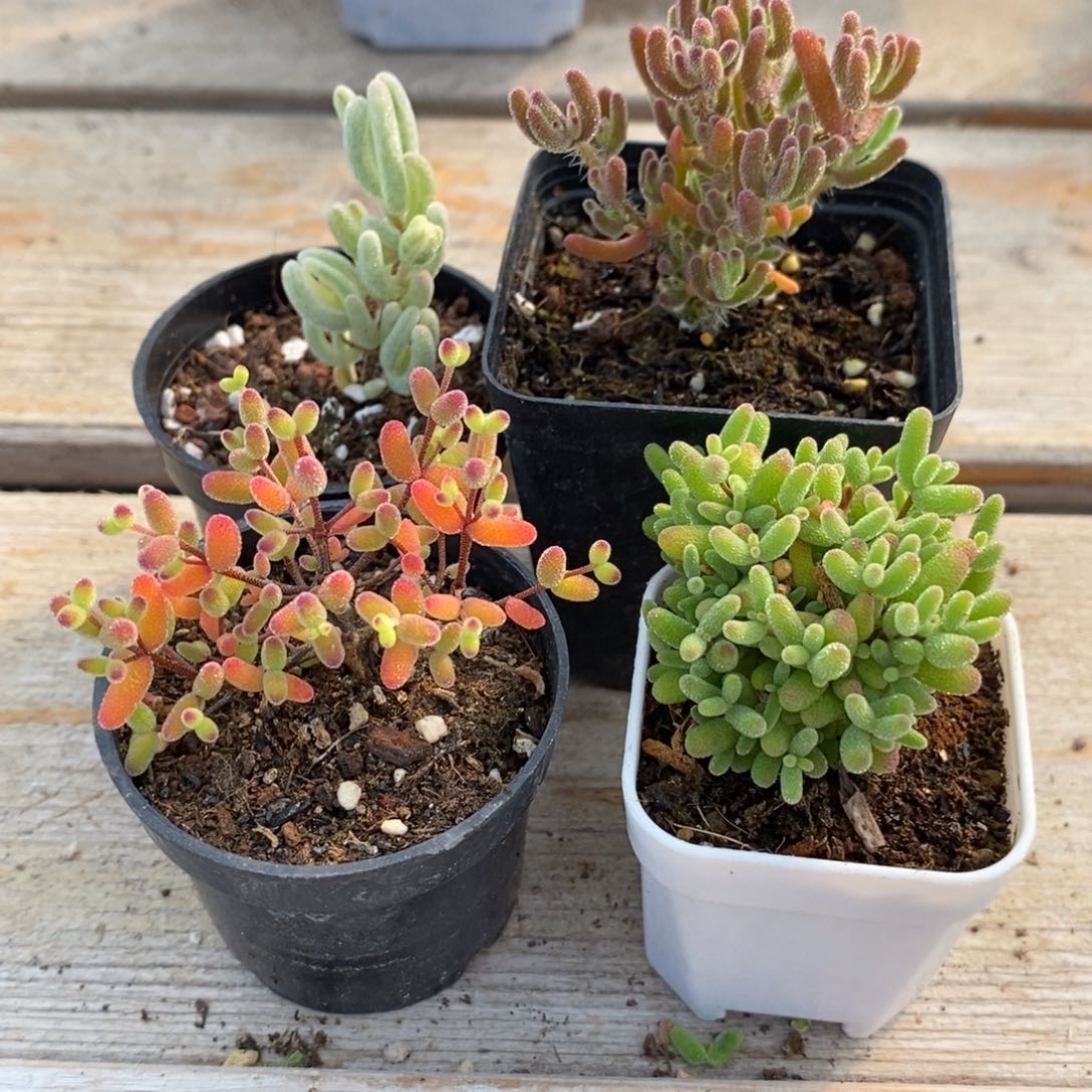 星****了1四颗福利。     