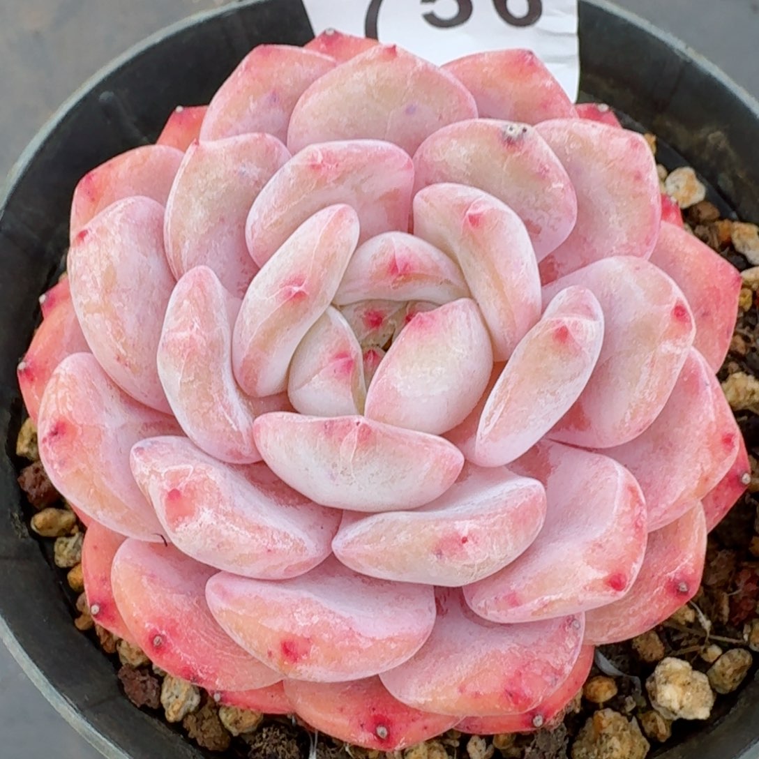 橙子         精品多肉