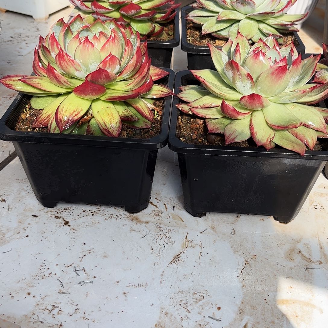 小***红无花朵惊鸿仙子19公分