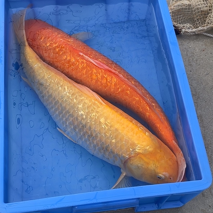 海水鱼赤目芒果介子