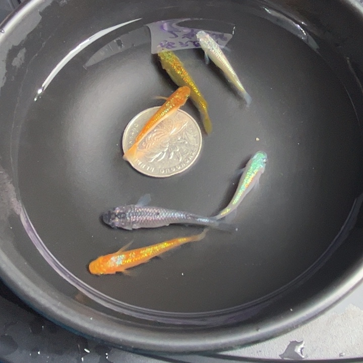 青鳉鱼星光6条46号