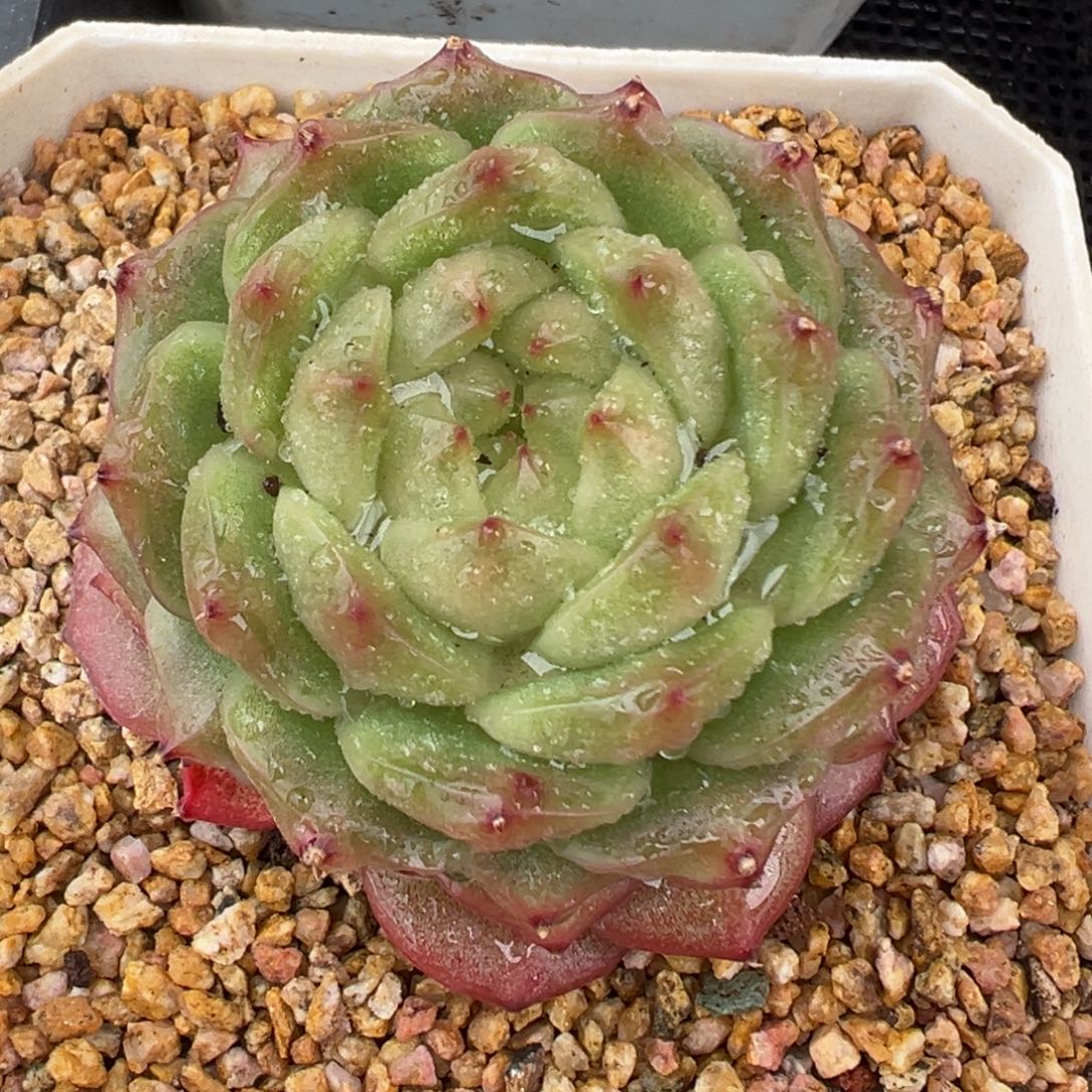 从前慢花园多肉编号1203-灯泡珍妮