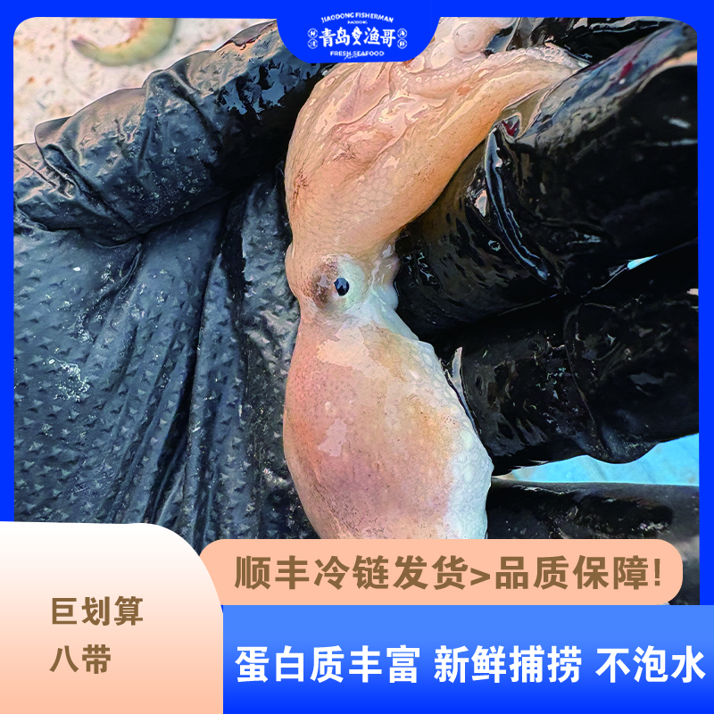 青岛本地小船捕捞（短腿）八爪鱼八代鱼顺丰冷链冰鲜到家