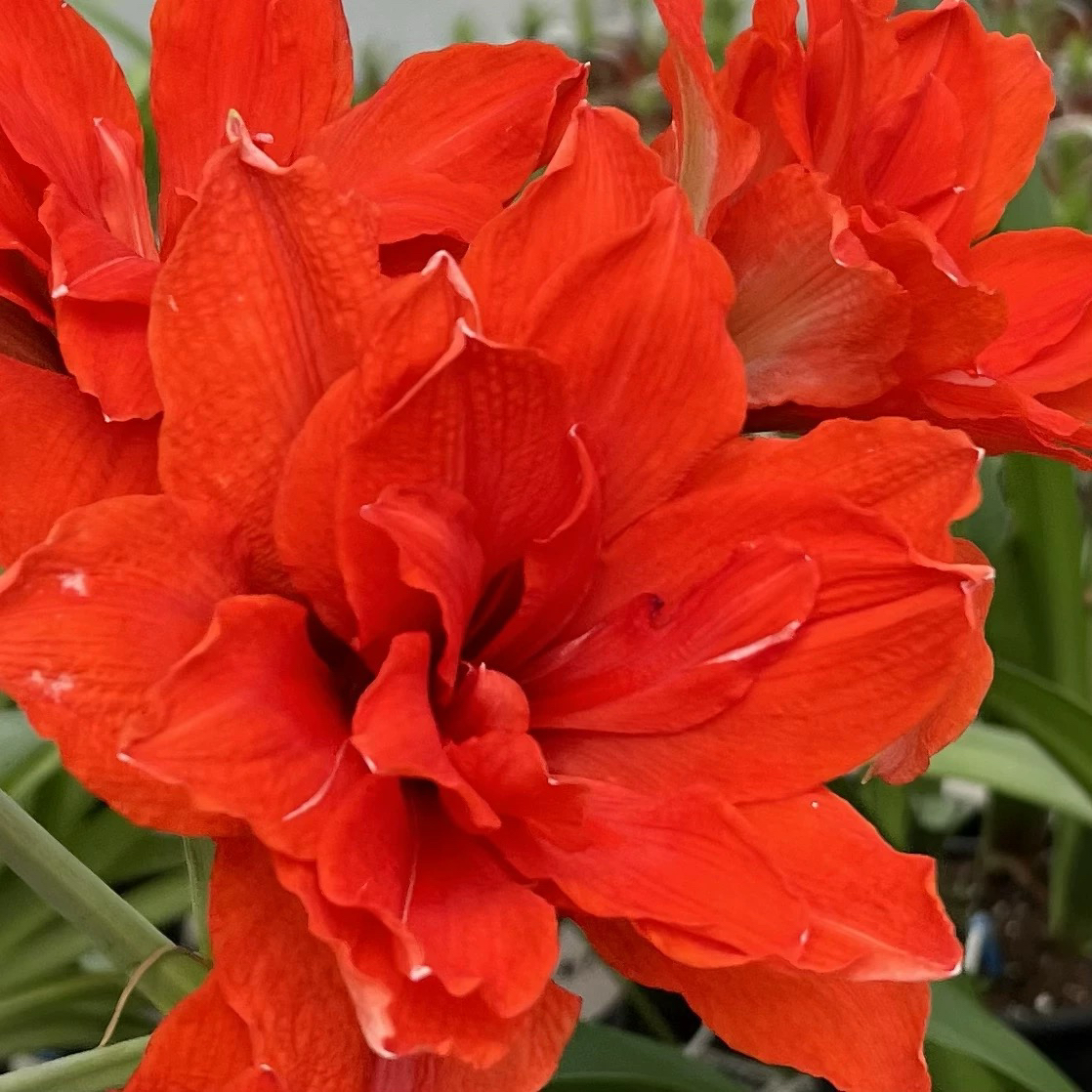 红双喜注定红对版对色