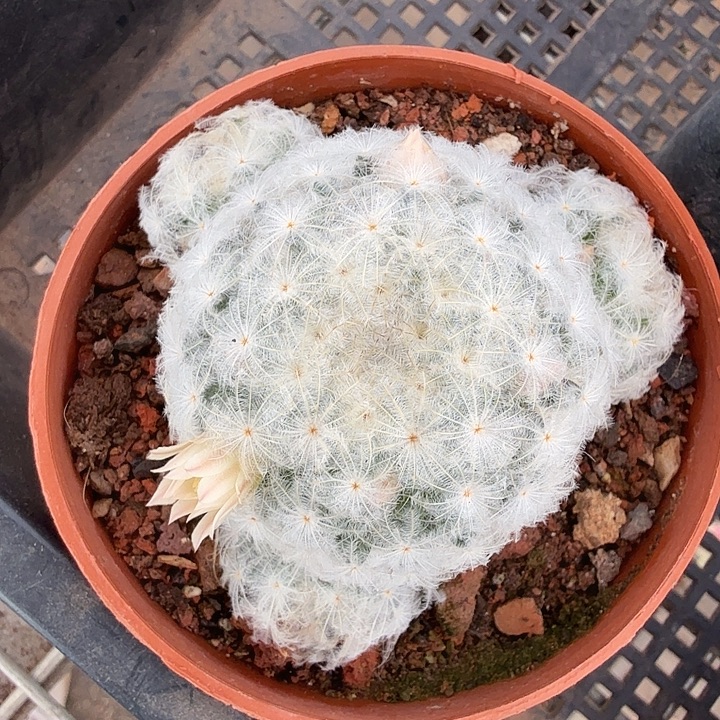 粉花白星群7仙人球