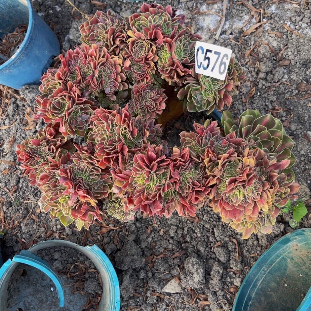 女巫宽中班16–3包邮