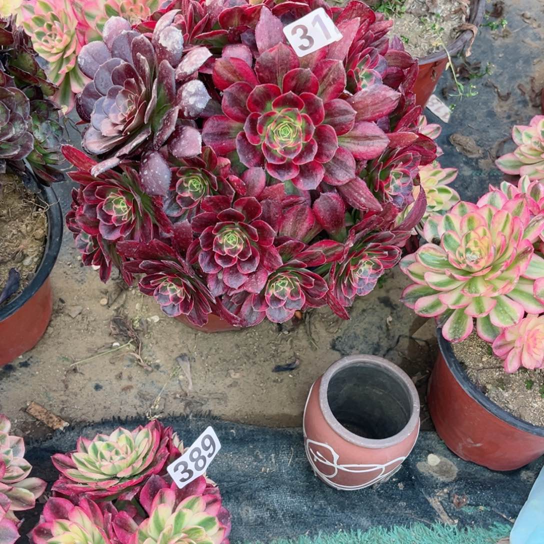 312安娜法师多肉植物