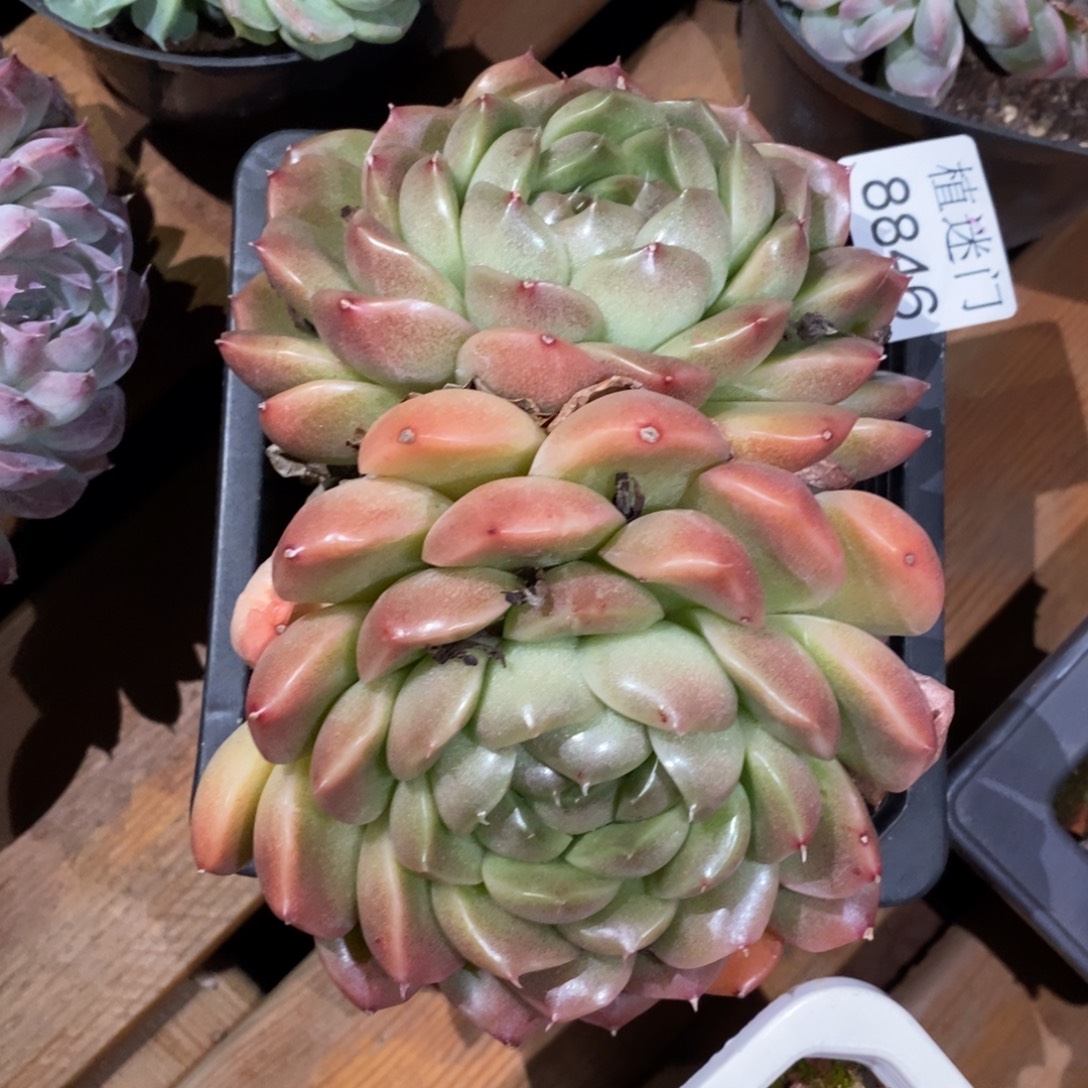 红***语不包整散8846~12厘米