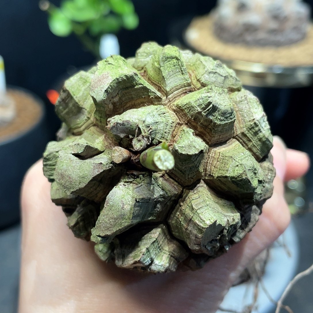 1号日本剑甲龟甲龙5.5公分