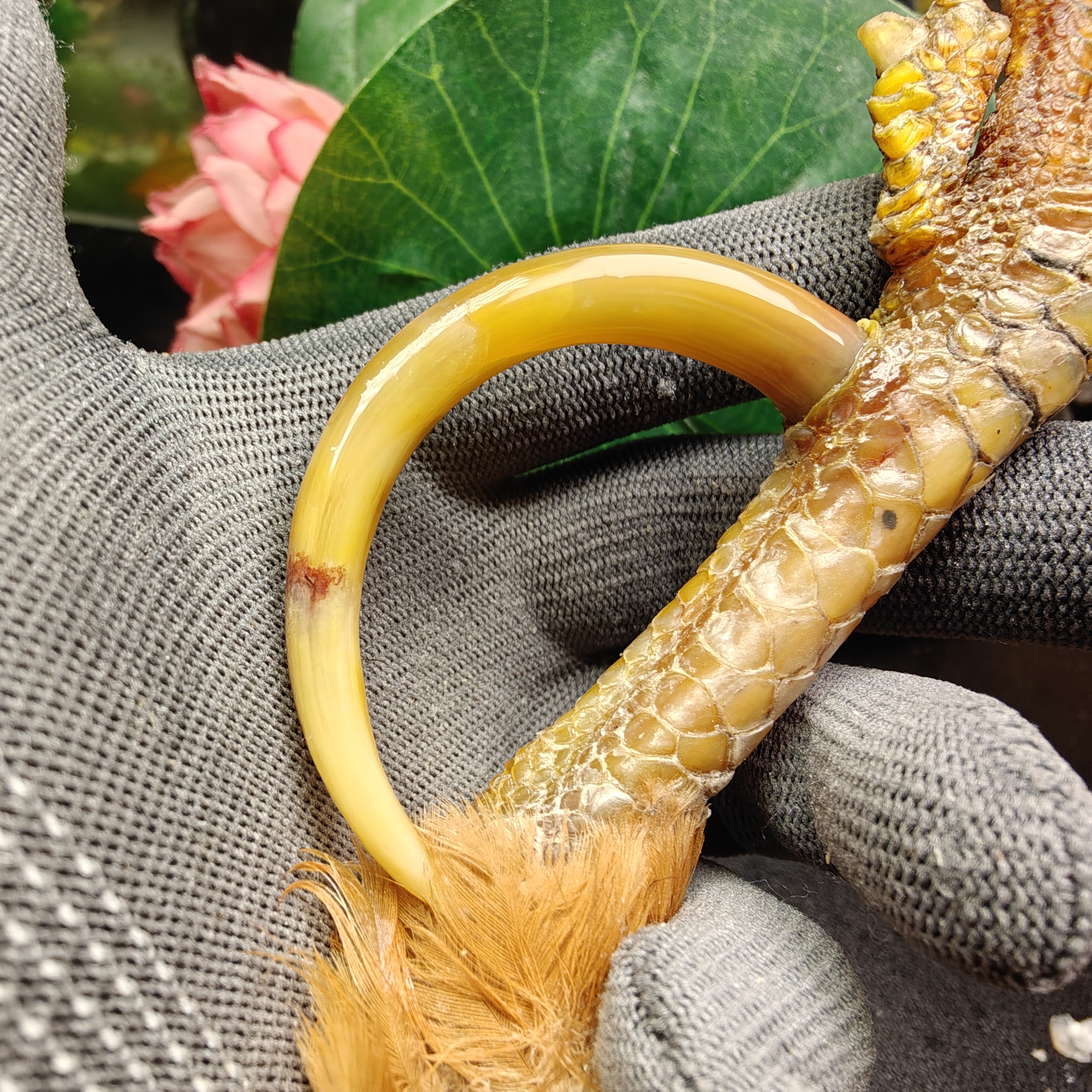 沉醉骨艺鸡爪骨黄色半圆单只