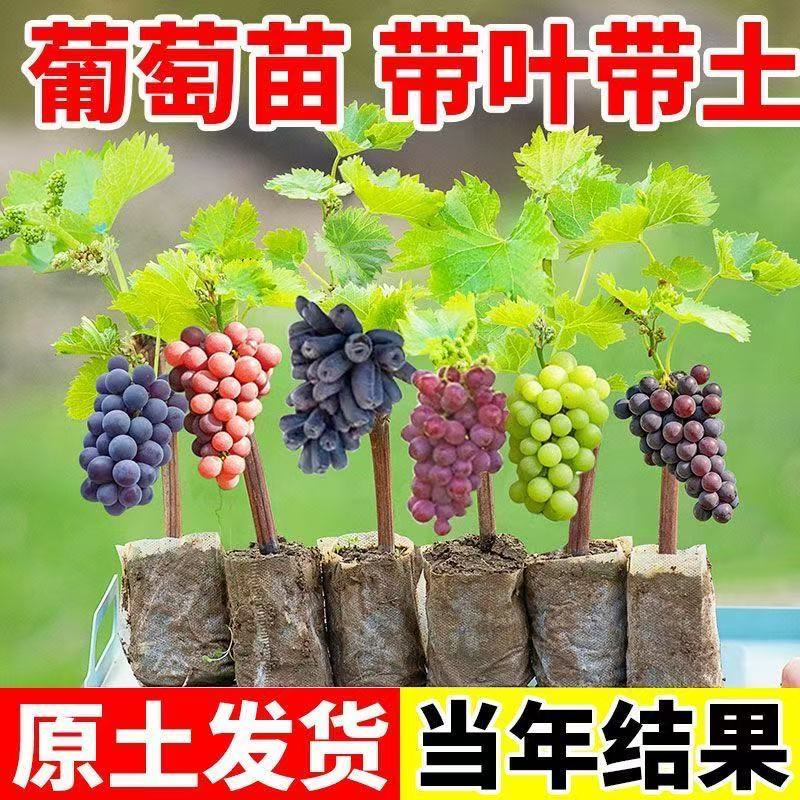 [带盆土剪叶】葡萄树苗抗严寒耐高温阳台庭院盆栽地栽南北方种植