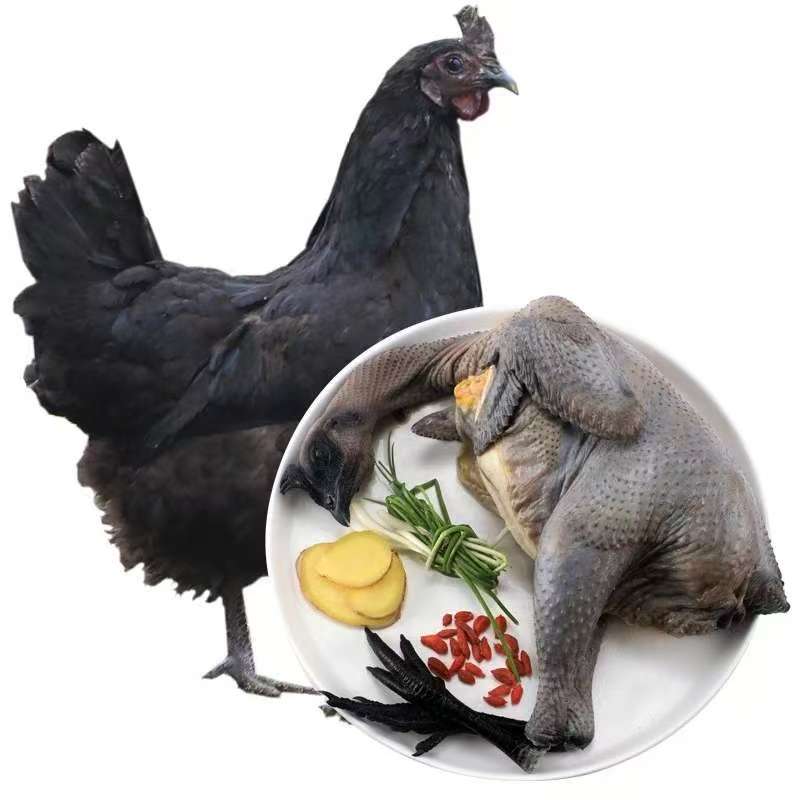 云南散养五黑绿壳蛋鸡整鸡乌皮乌肉颜值高好养