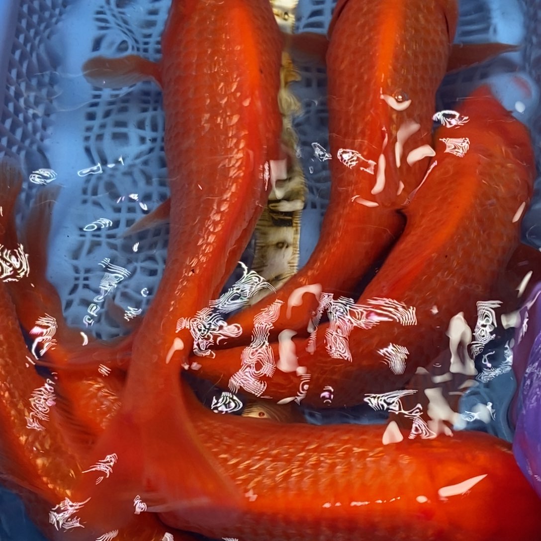 锦鲤冷水锦鲤包邮 5