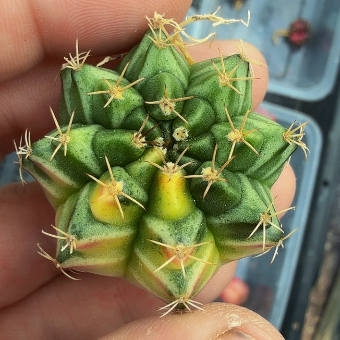 当前无花朵，栽培后可花朵