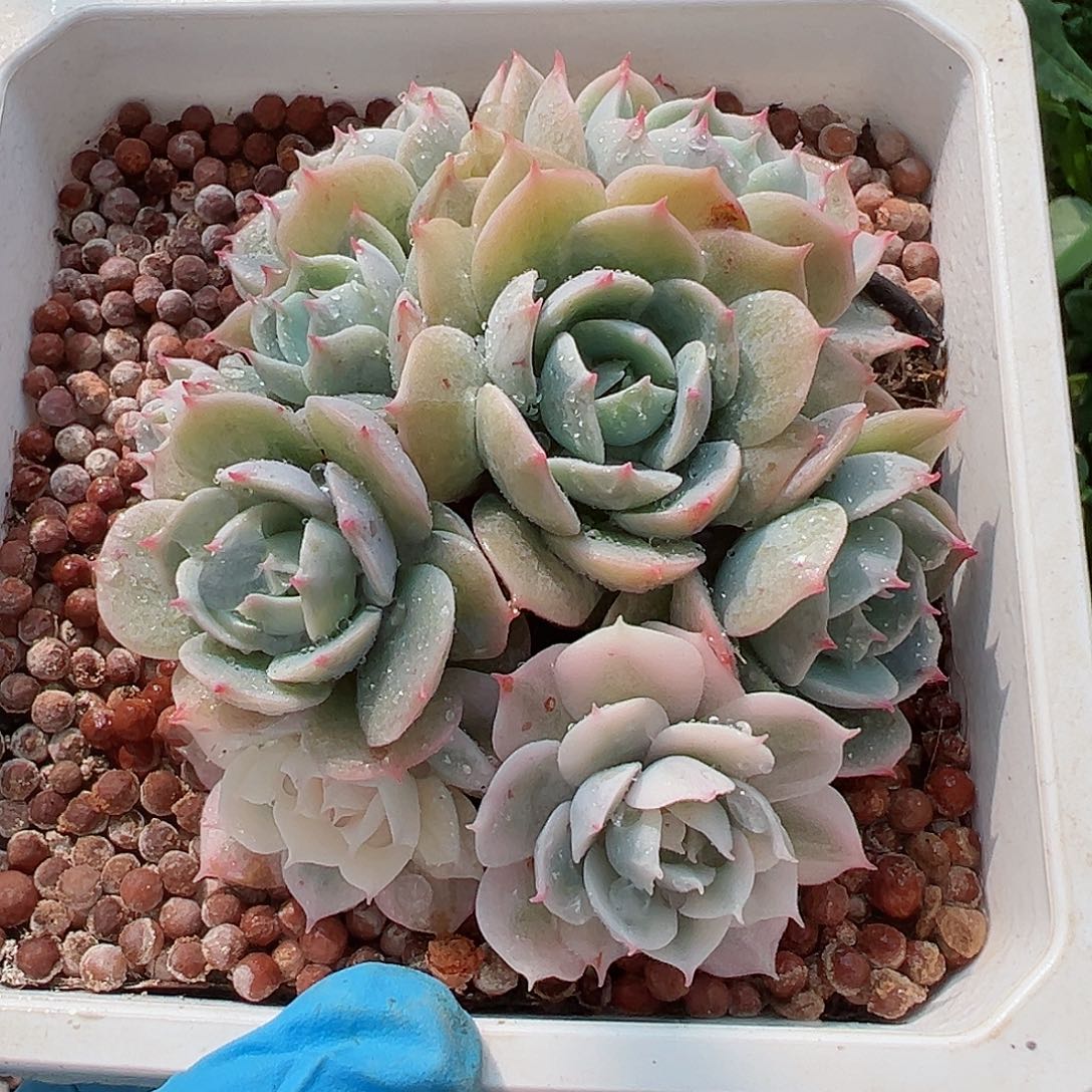 雪域锦底座，带覆轮锦头