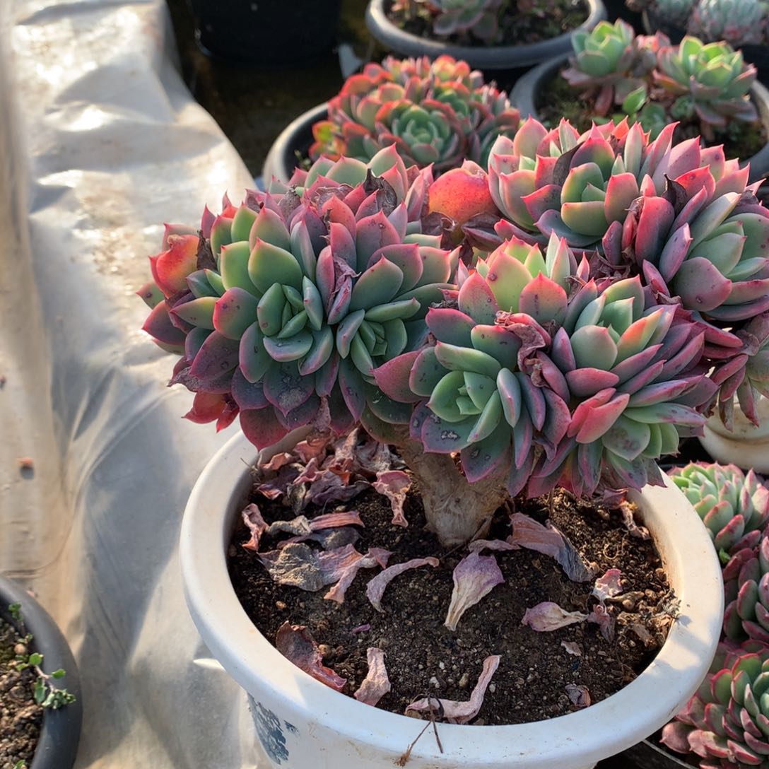 B****e绮罗仙子一物一拍