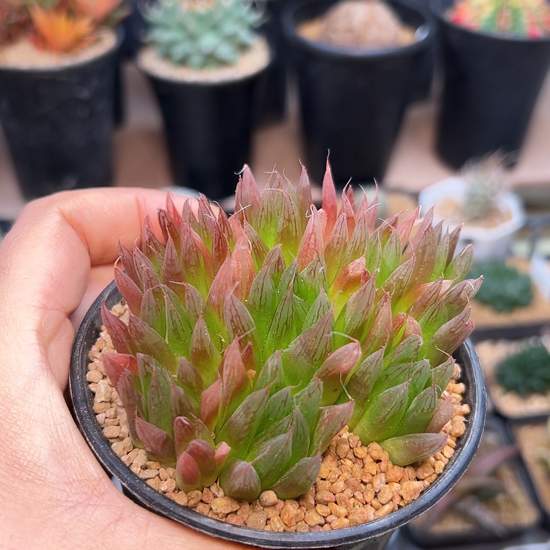 来桶泥母本群一颗一颗一颗