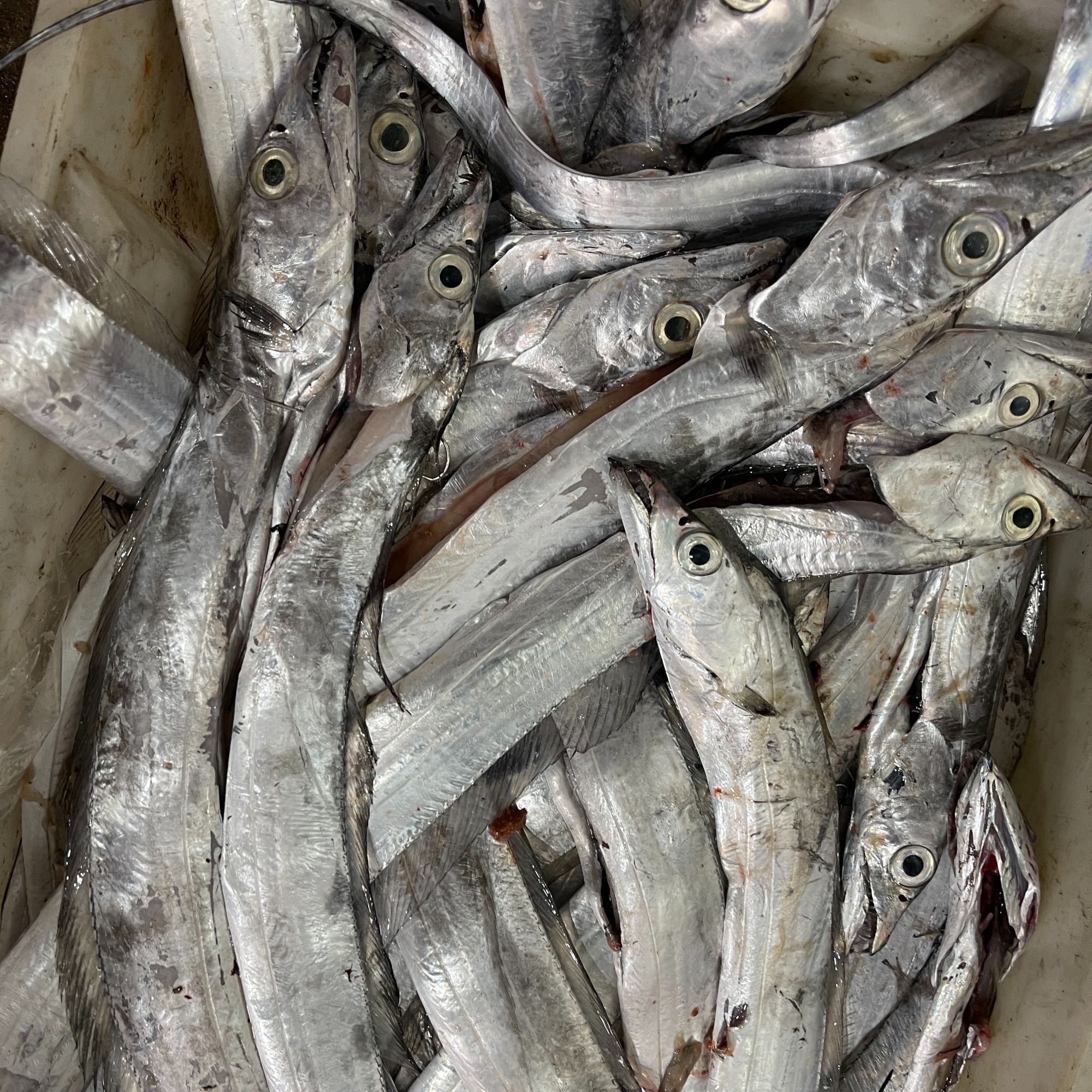 海钓瑕疵带鱼顺丰发货