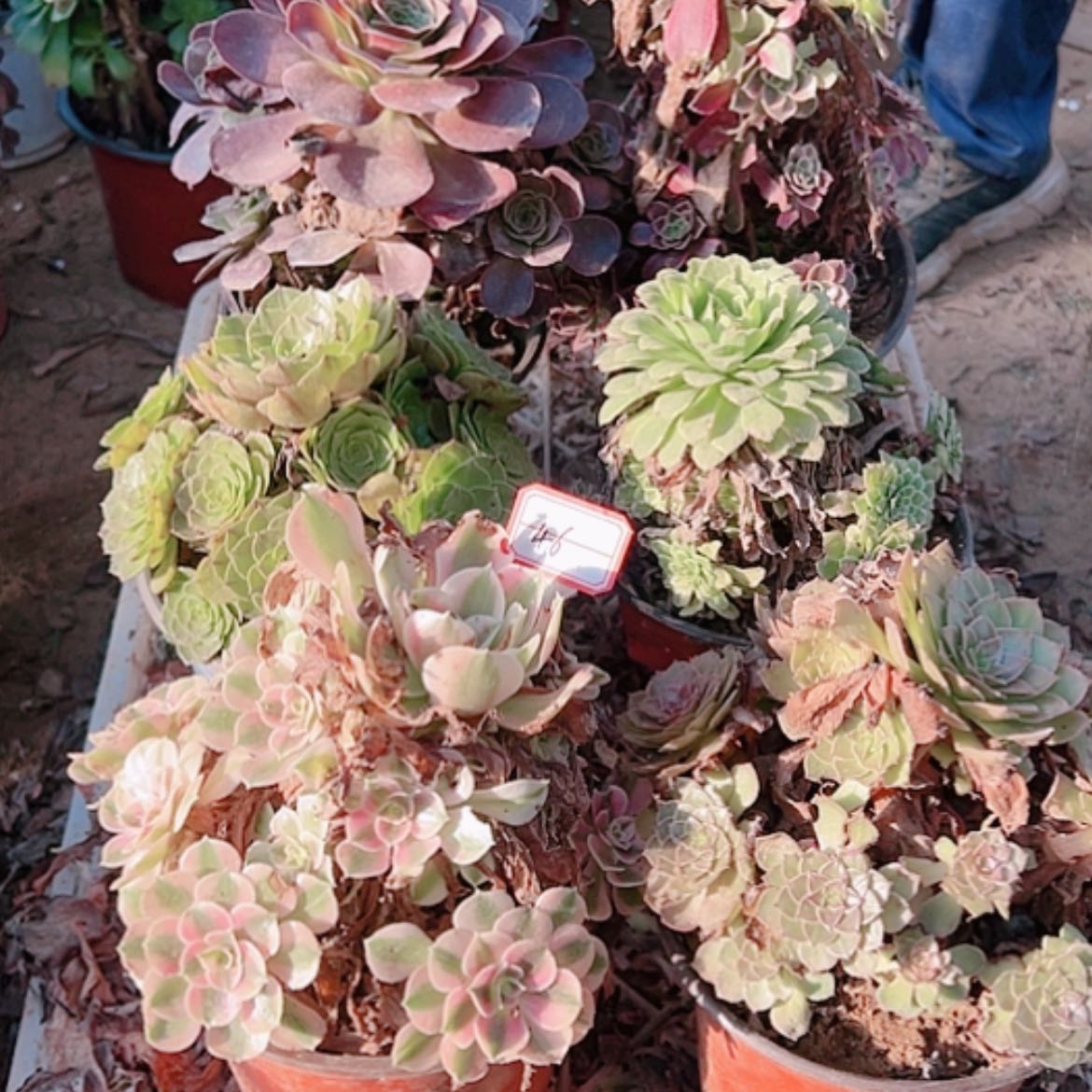 【闪购商品】无花朵46号套餐6颗断枝不包