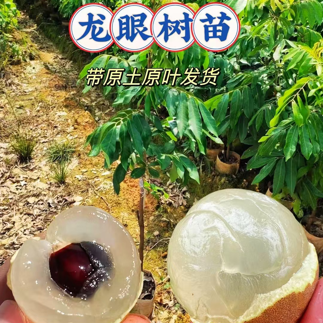 龙眼苗石硖龙眼苗储良龙眼苗桂圆嫁接树苗四季龙眼果树苗当年结果