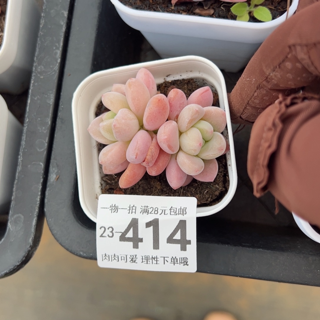 洛神多肉多肉多肉多肉